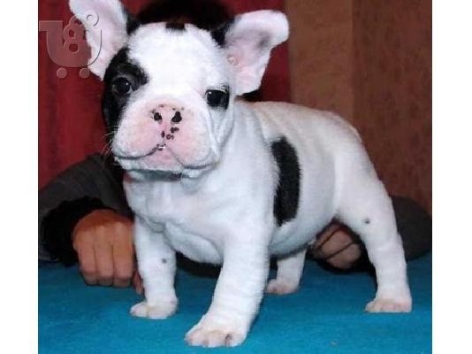 FRENCH BULLDOG ΚΟΥΤΑΒΙΑ